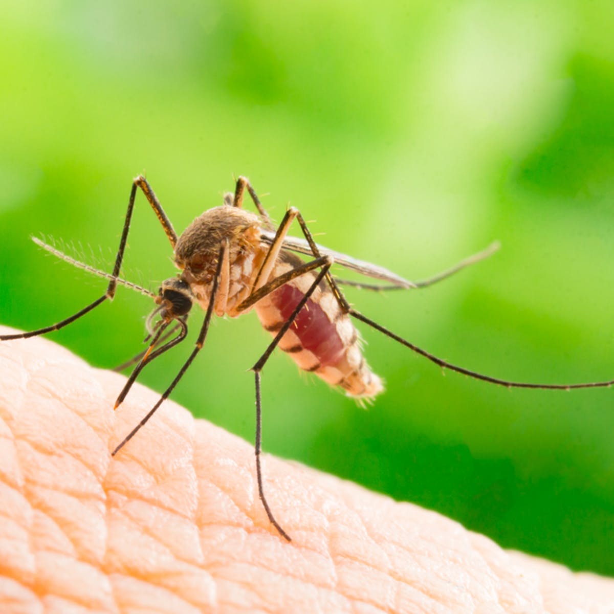 Mosquito Disease Transmission: Just the Facts, Ma’am. - Morrow ...